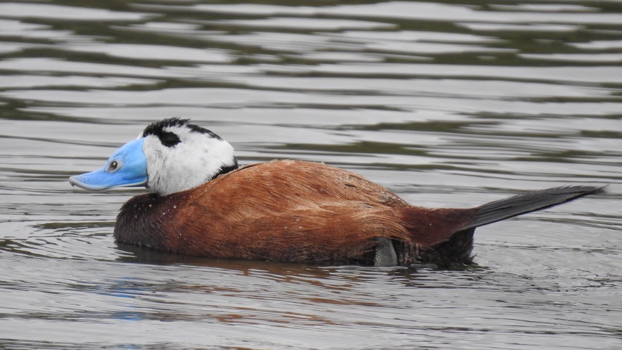 White-headed Duck, Weißkopfruderente, Malvasia Cabeciblanca, Kopparand, Dikkuyruk