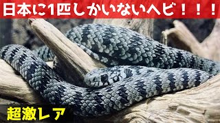 ３匹の蛇 mqdefault.jpg