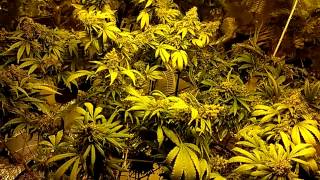 Harvest time