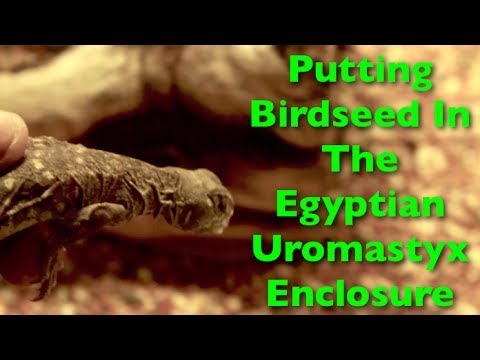 Bird Seed For The Egyptian Uromastyx 