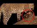 Unbelievable Footage of Animals Adopting Other Animals