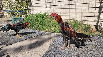 Update menyuam qaib ej Simba 2/22/2025