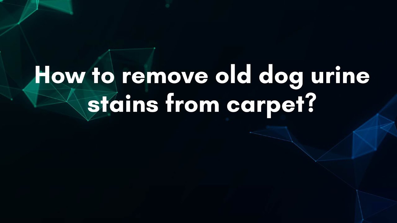 How to remove old dog urine stains from carpet? - YouTube