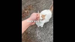 Stray Cat Was Excited to See Me