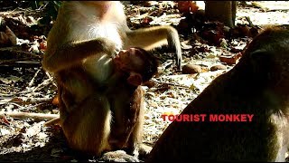 Mom weaning baby monkey, Baby monkey cry because hungry, Tourist Monkey 1777