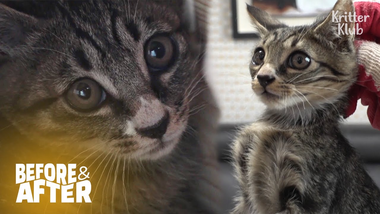 Download Rescued Kitten Going Into Hiding Where No One Can Imagine | Before & After Makeover Ep 35