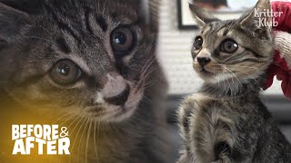 Rescued Kitten Going Into Hiding Where No One Can Imagine | Before & After Makeover Ep 35