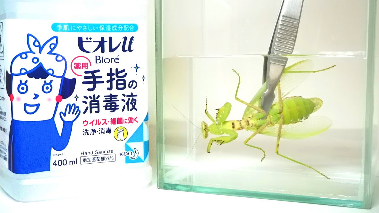 Putting a praying mantis in disinfectantit was so funny - YouTube