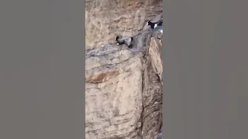A Moment Of A Goat Falling From A Mountain Mountains The Mountain 
