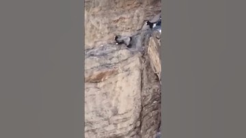 Thumbnail of A moment of a goat falling from a mountain. #mountains  #the mountain