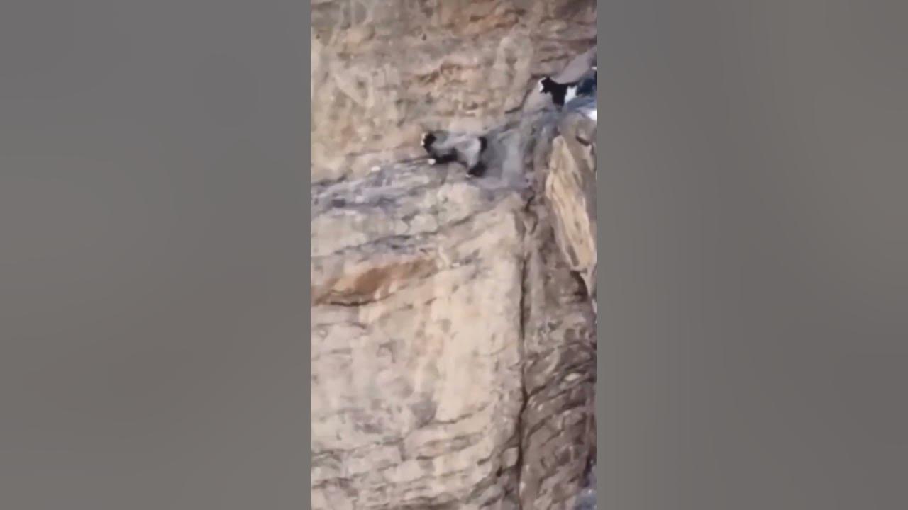 A moment of a goat falling from a mountain. #mountains  #the mountain