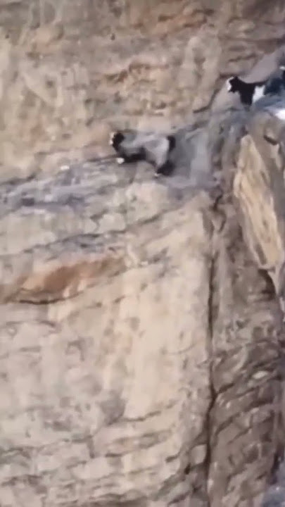 A moment of a goat falling from a mountain. #mountains  #the mountain
