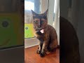 4828 目をつぶって🐱チョコ