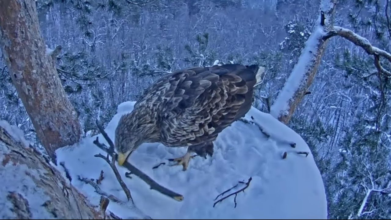 Eagle Male brings stick to the nest | White-tailed eagles | Jan 10, 2026