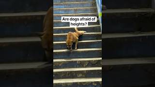 Nakakalula daw😂 #dog #animal #funny #dogs #pets