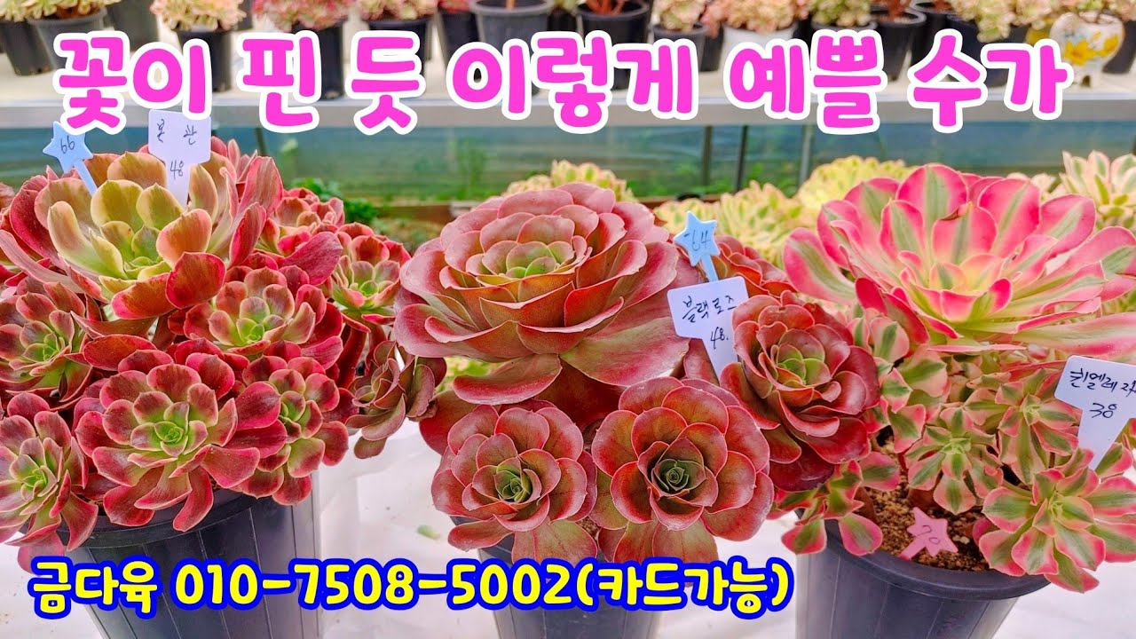 241020📍#금다육 블랙로즈 본관 퀸엘리자베스 퍼플딜라이트 제스타 집시금 실루엣 썬라이즈금 핑크마녀  핑크여왕