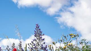 Dreamy Atmospheric Ambient Music for Study and Work - Calm Study Session