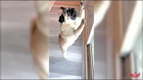 Only Pug can make us HAPPY and LAUGH - Funny and Cute Pug Puppy Videos Compilation