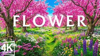 Flower Spring in Full Bloom 4K 🌸 Breathtaking Florals & Soothing Ambient Sounds Details