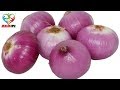 अगर आप भी खाते हैं कच्चा प्याज, तो देखिए आपके शरीर के साथ क्या होता है ।