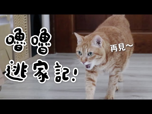 【黃阿瑪的後宮生活】嚕嚕逃家記！睽違多年終於看到三腳！