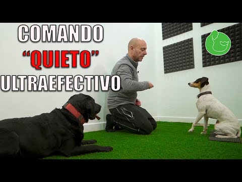 Video: Cómo enseñar a tu perro el comando 