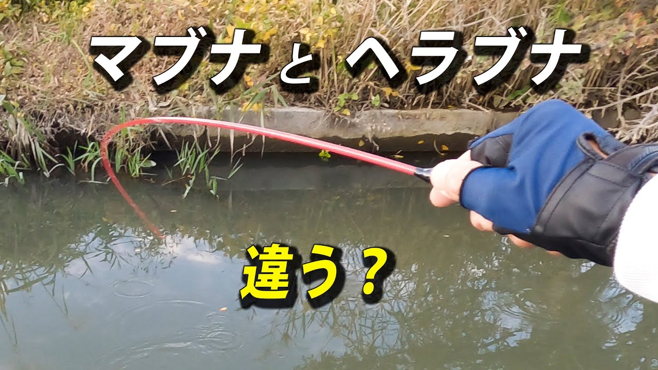 ヘラブナとマブナの見分け方画像 : 半ベラとヘラブナの違いとは？ – ZXSZRN