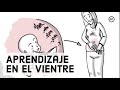Desarrollo Prenatal: Lo Que los Bebés Aprenden Dentro del Vientre