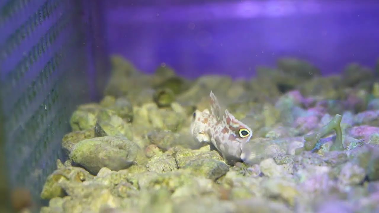 ◇"餌を食べているカニハゼ3-4cm【（ｉｓ４）です