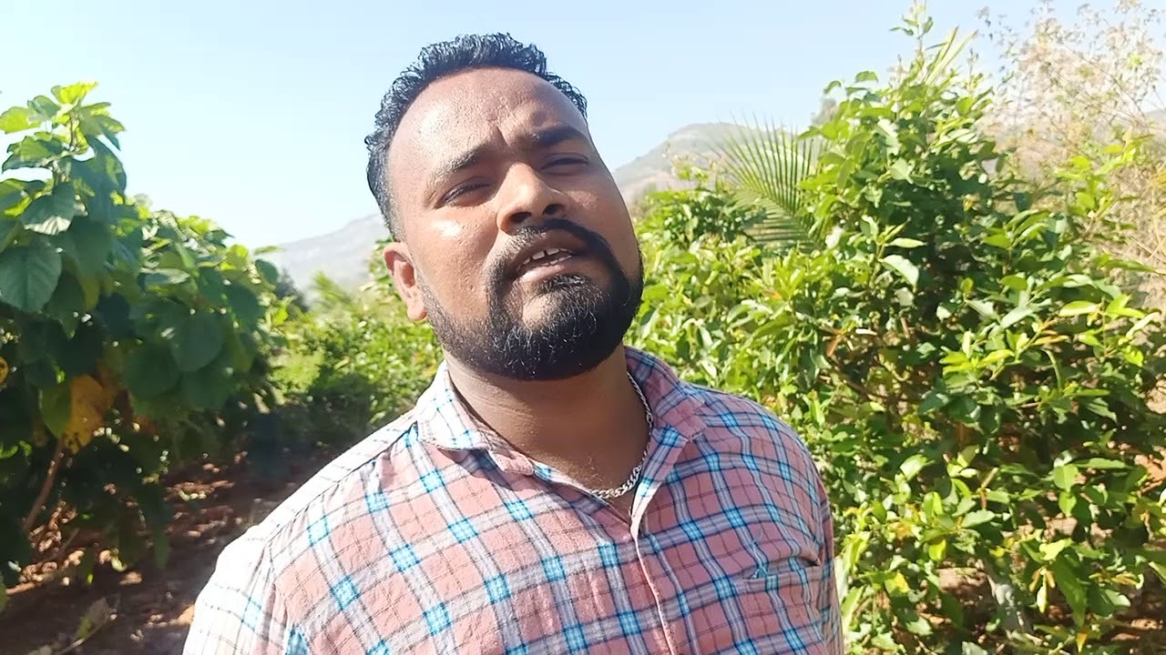 जांभळाची लागवड इस्रायल तंत्रज्ञानाने अधिक माहितीसाठी संपर्क ७८७५५३६४६५