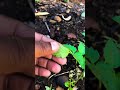 Tomato Plant Pruning Magic! 🌱✂️ Bigger, Healthier Fruits in Your Garden 🍅#pruning #tomato