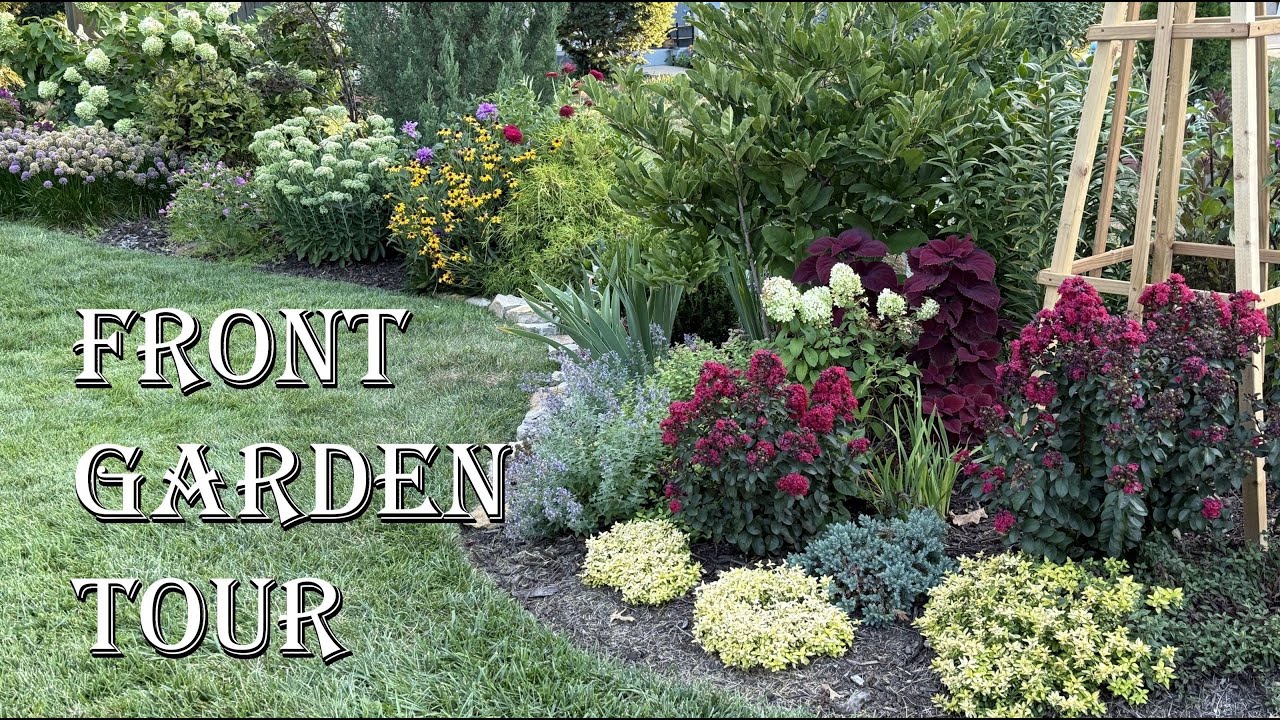Front Garden Tour in August | DAHLIAS! Blue Cardinal Flower, Eucalyptus and Four O’clocks