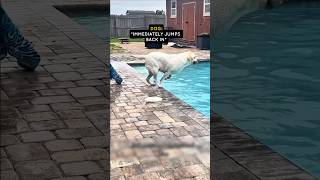 This Dog Ignored Mom 10 Times 😂 #shorts #dog