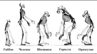 Эволюция: триумф идеи ч. 1.2 Это как сознаться в убийстве