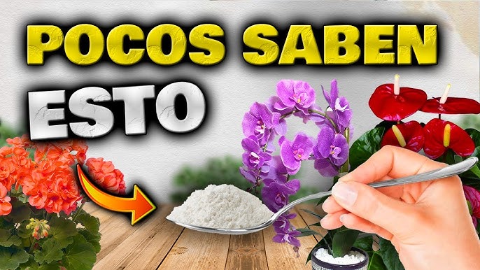 Semilleros de plantas con flor