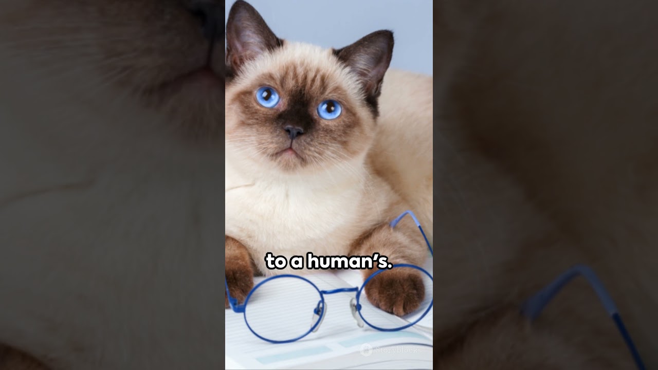 5 Hilarious Cat Facts You Didn't Know! 