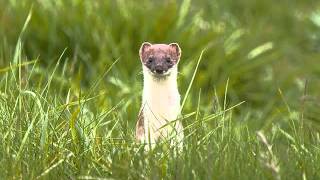 Watch Leatherface Belly Dancing Stoat video