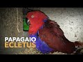 Criação de PAPAGAIO ECLETUS | Uma das espécies mais fantásticas do mundo | #BIRDTV