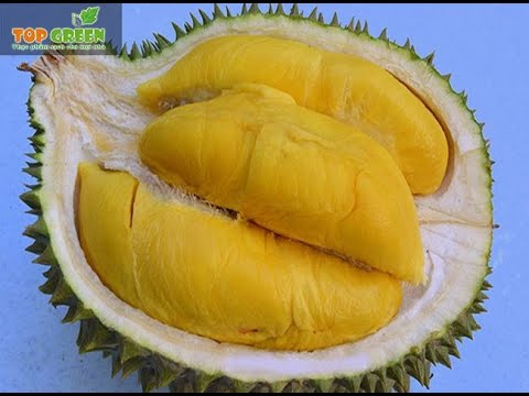 Wideo: Durian - Użyteczne Właściwości, Smak, Zapach, Zawartość Kalorii