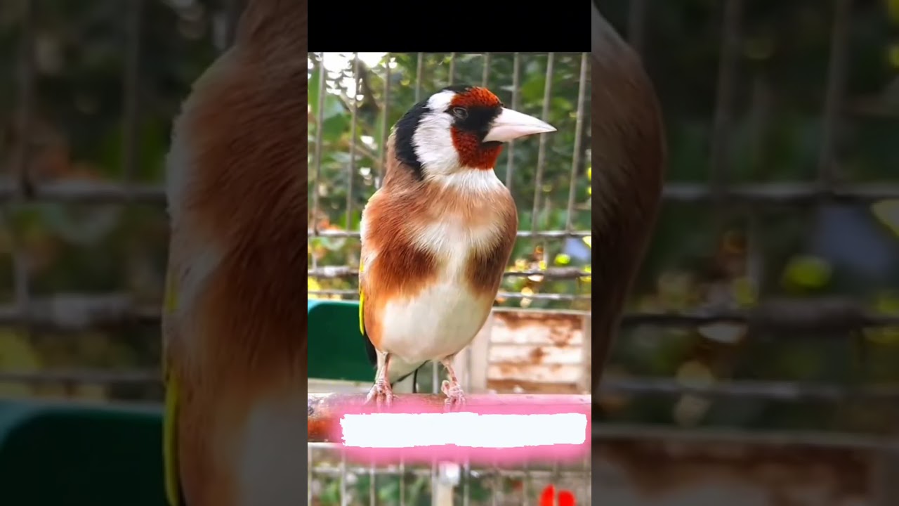 Gold Finch major / Cardoneret finch