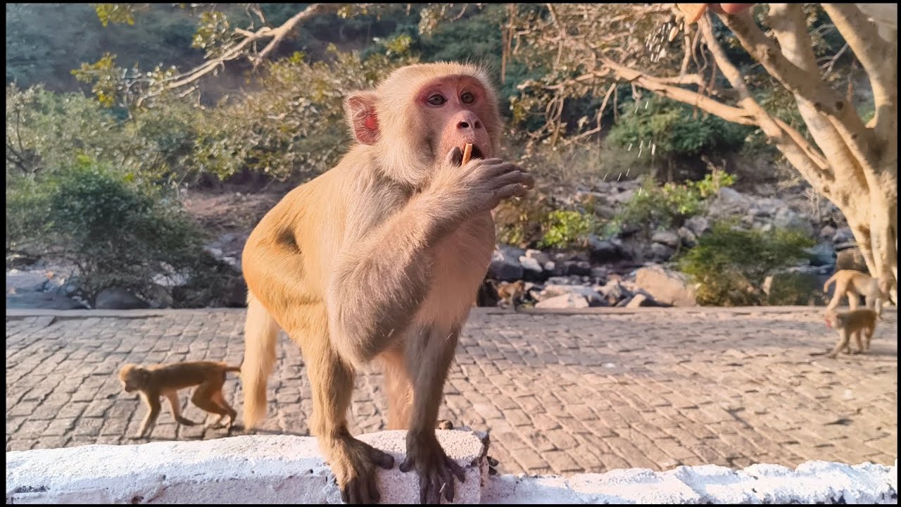भूखे बंदरों की मदद की | देखिए कैसे खुशी से उछल पड़े सारे बंदर #monkey #cute 