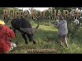 Cape Buffalo Charge Full Movie