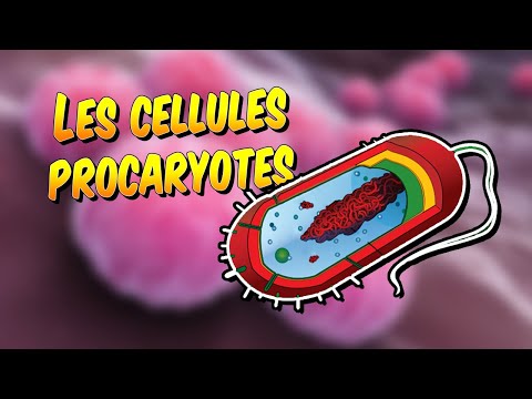 Vidéo: Pourquoi une bactérie est-elle appelée cellule procaryote ?