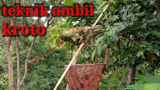 teknik ambil kroto telur semut rangrang di pohon salam