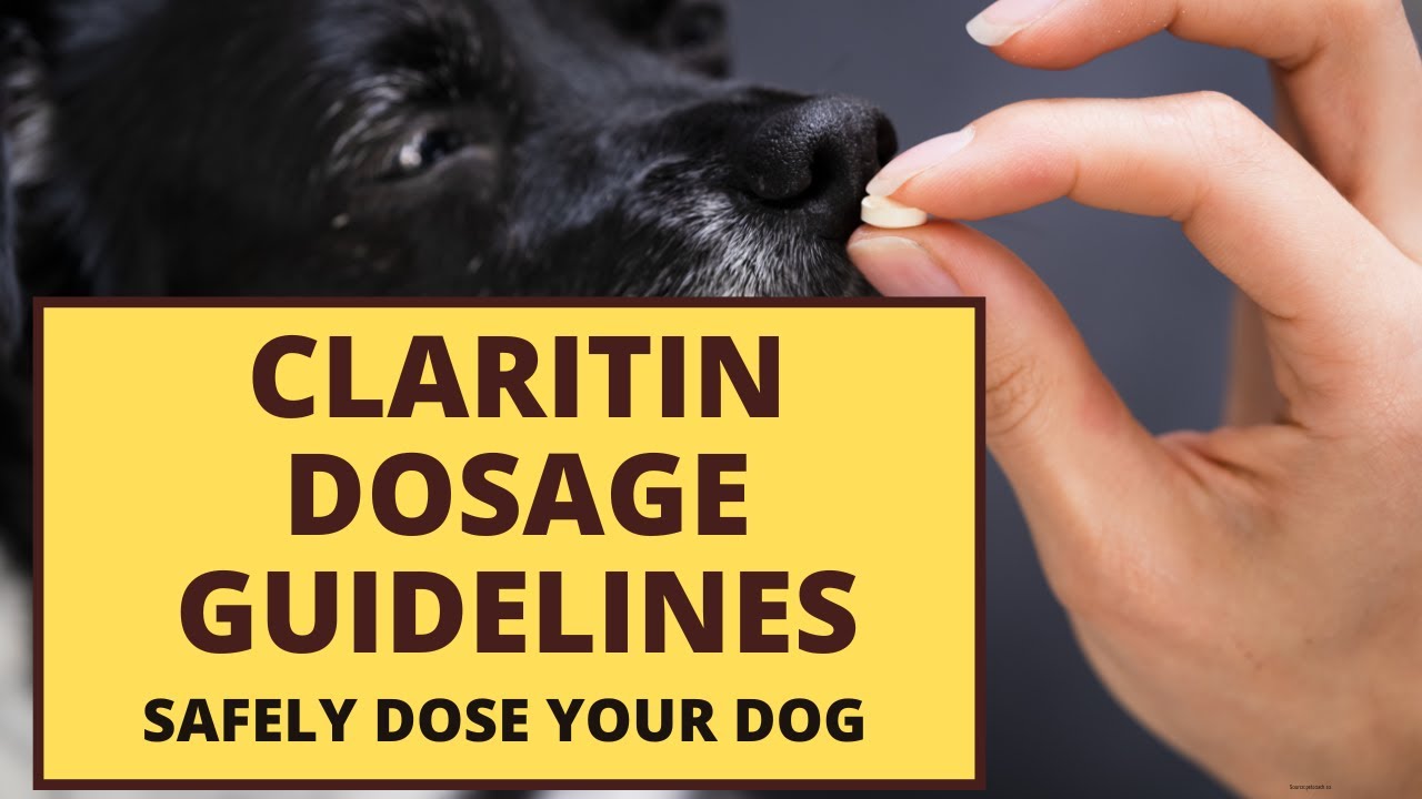 Claritin Dosage Guidelines For Your Dog - YouTube