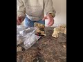 T-Rex Saga Pt 1