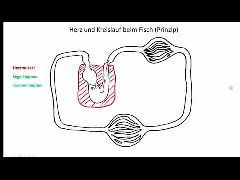 Video: Das Herz-Kreislauf-System Bei Fischen