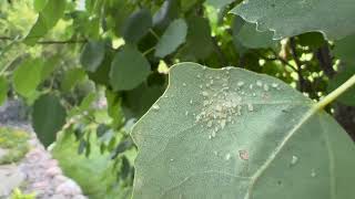 "The Aphid Effect" - How These Tiny Creatures Help Pollinators Thrive