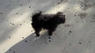 George the Affenpinscher barking on the beach