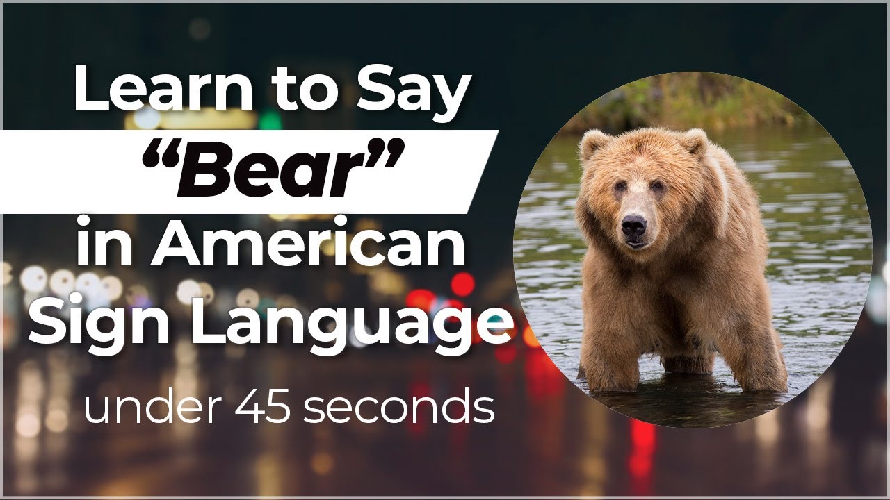 Signing In Seconds Learn How To Say BEAR In ASL LESS THAN 40 SECONDS